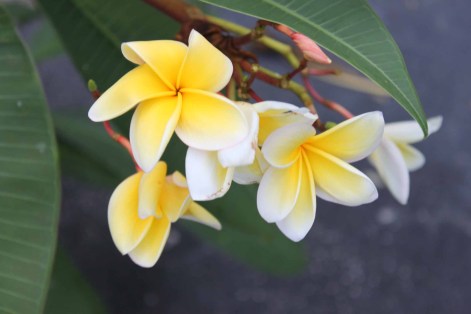Tropical Flower2